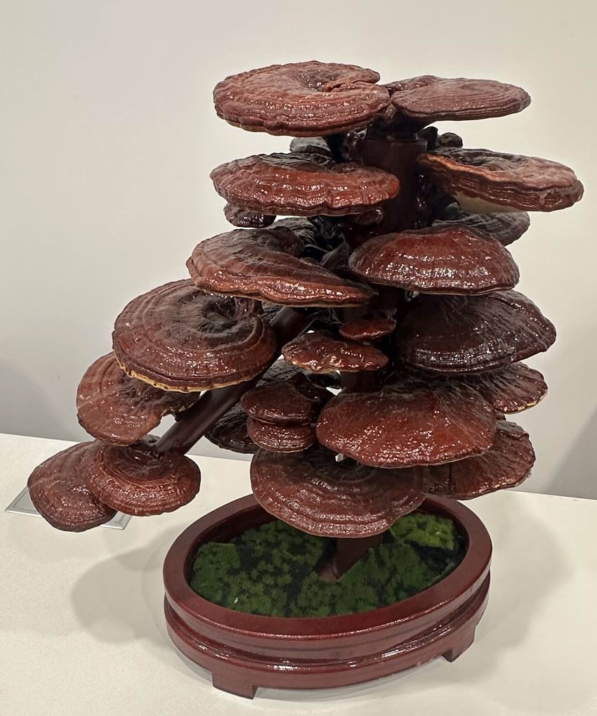 东方之尔康灵芝