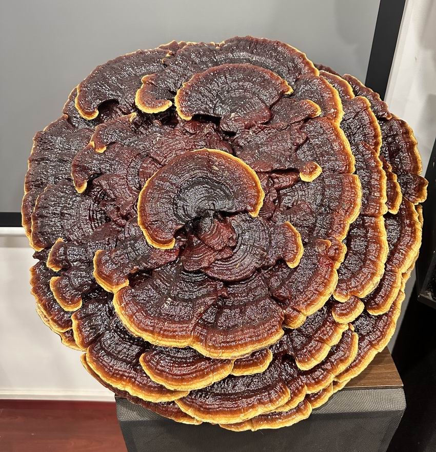 东方之尔康灵芝