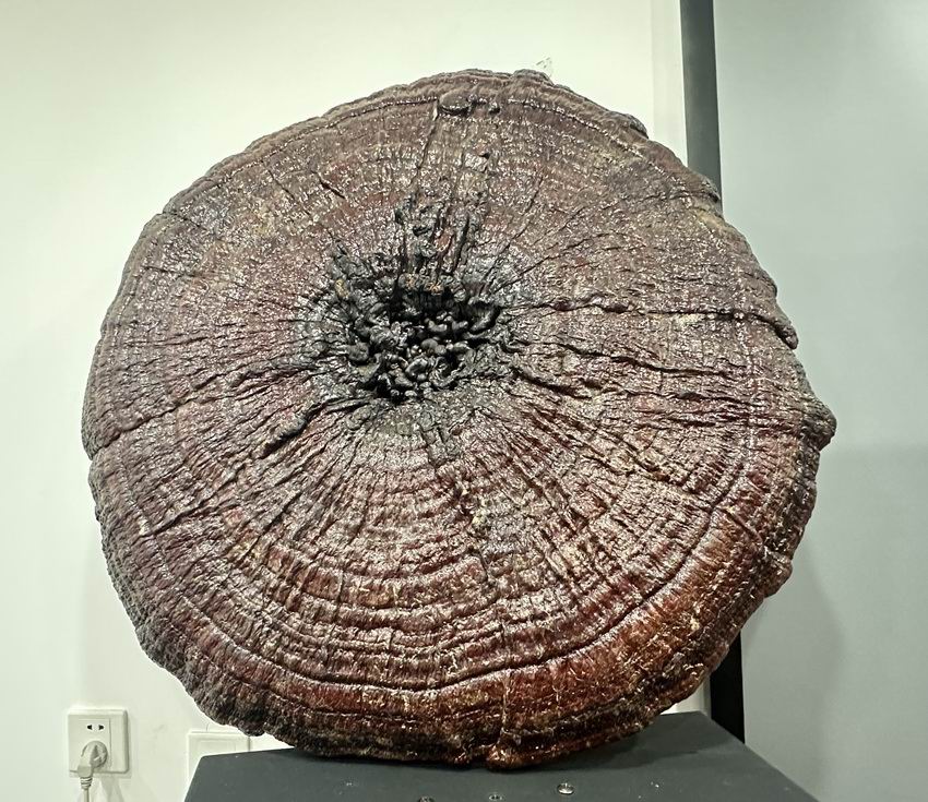 东方之尔康灵芝