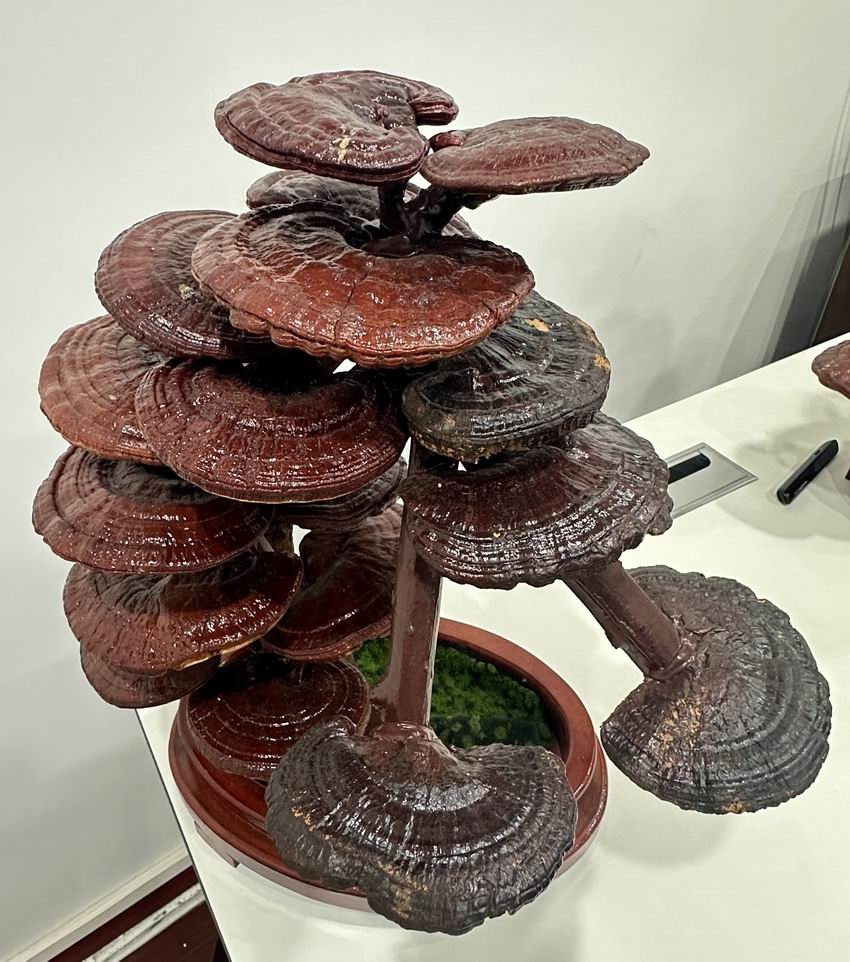 东方之尔康灵芝