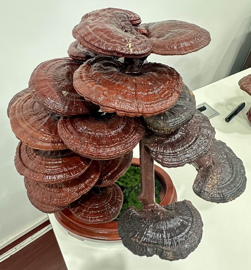 东方之尔康灵芝