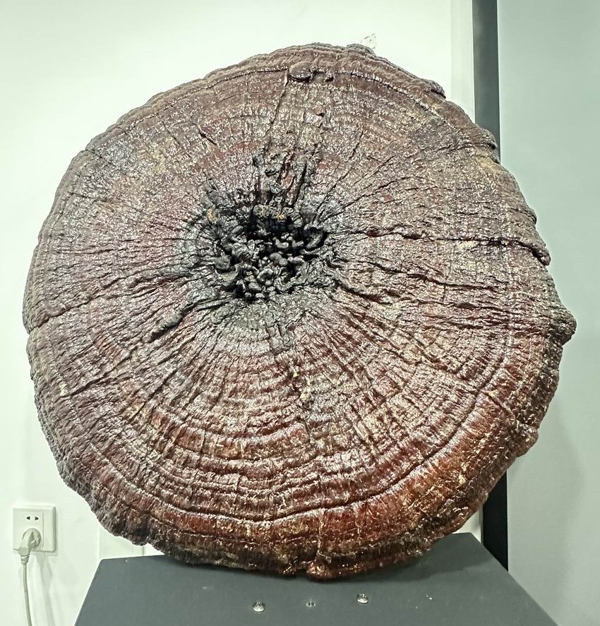 东方之尔康灵芝