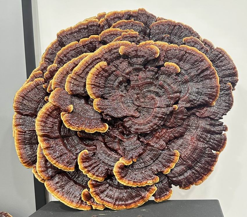 东方之尔康灵芝