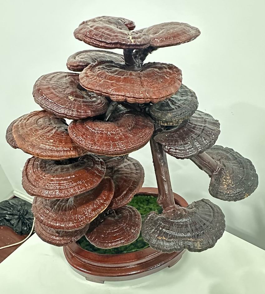 东方之尔康灵芝