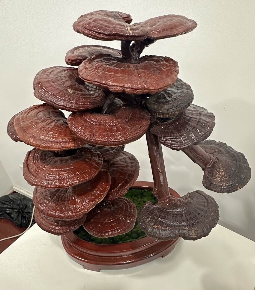 东方之尔康灵芝