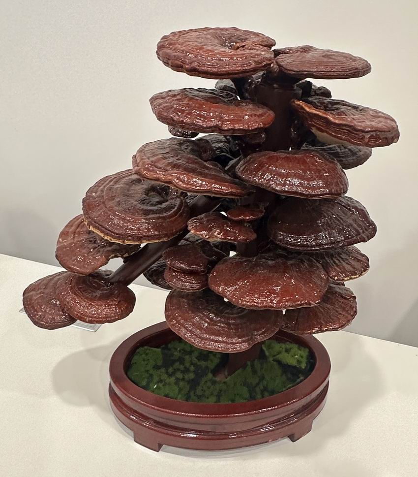 东方之尔康灵芝