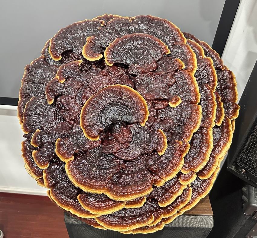 东方之尔康灵芝